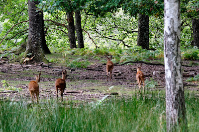Forêt Sauvage à Sonchamp