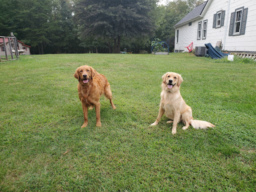 Dog Trainer «Off Leash K9 Training, Charlottesville», reviews and photos, 8782 Seminole Trail, Ruckersville, VA 22968, USA