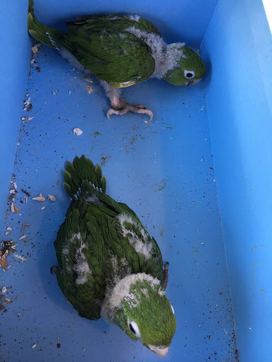 Pest Control Service «Critter Control of Miami», reviews and photos