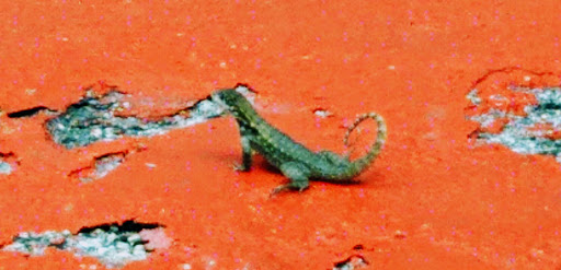 Tex-Mex Restaurant «Tijuana Flats», reviews and photos, 6771 W Indiantown Rd, Jupiter, FL 33458, USA