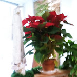 Photo n°1 de l'avis de Benny. fait le 15/12/2019 à 15:11 sur le  Osteria Pizzeria Re Borbone à Palermo