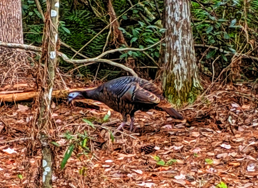 Golf Course «Tranquilo Golf Club at Four Seasons Resort Orlando», reviews and photos, 3451 Golf View Dr, Lake Buena Vista, FL 32830, USA