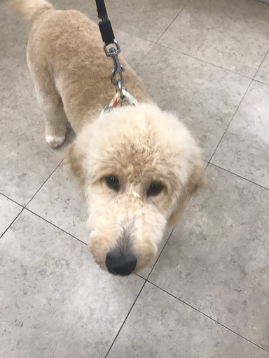 Pet Supply Store «Petco Animal Supplies», reviews and photos, 10864 Kuykendahl Rd, The Woodlands, TX 77381, USA