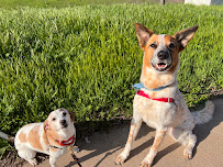 Bark & Zoom - Photo 8 - Car repair in Del Valle, TX, Austin