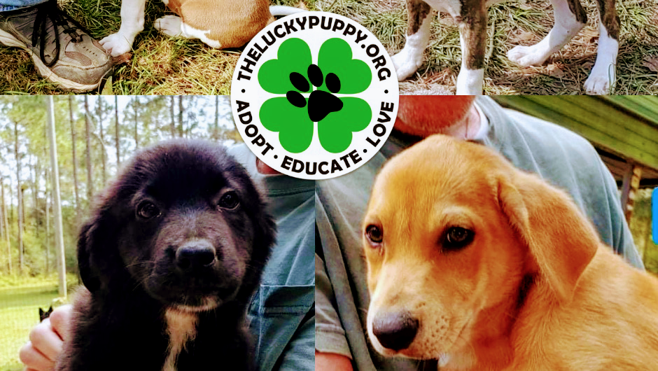 Lucky Puppy Great Beginnings Adoption Center