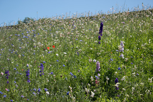 Nature Preserve «Spring Creek Nature Area», reviews and photos, N Plano Rd, Richardson, TX 75082, USA