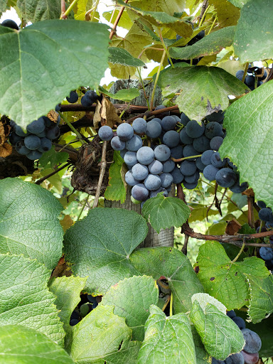 Winery «Country Moon Winery», reviews and photos, 16222 Prairie Baptist Rd, Noblesville, IN 46060, USA