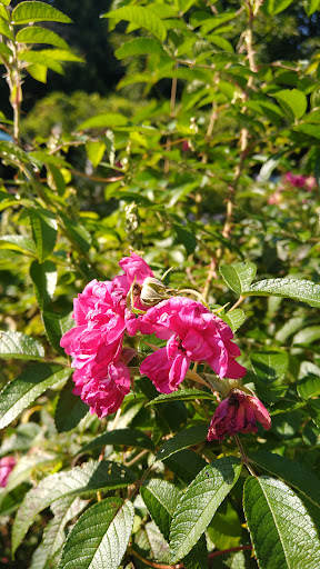 Vineyard «Diamond Hill Vineyards», reviews and photos, 3145 Diamond Hill Rd, Cumberland, RI 02864, USA