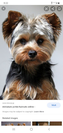 Photo of Dees Pet Grooming
