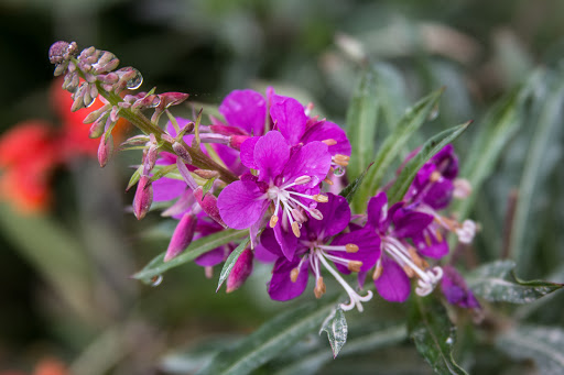 Tourist Attraction «Heceta Head Lighthouse», reviews and photos, 725 Summer St, Florence, OR 97439, USA