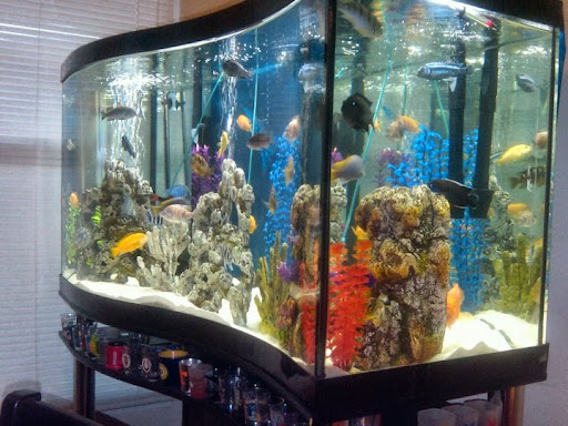 Aquarium Shop «Artistic Aquatics», reviews and photos, 1035 Forest View Dr N, Ellettsville, IN 47429, USA