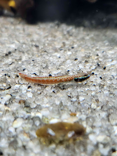 Pet Store «Bluewater Zoo Exotic Aquariums & Reptiles», reviews and photos, 159 Miracle Strip Pkwy SE, Fort Walton Beach, FL 32548, USA