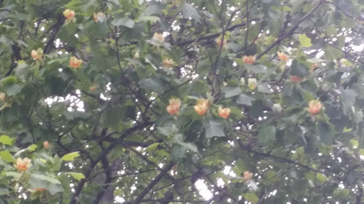 Museum «Ashland - The Henry Clay Estate», reviews and photos, 120 Sycamore Rd, Lexington, KY 40502, USA