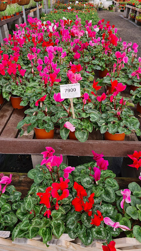 Vivero Lonquimay - Centro de jardinería