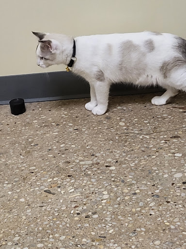 Pet Supply Store «Petco», reviews and photos, 1851 Sunrise Hwy, Bay Shore, NY 11706, USA