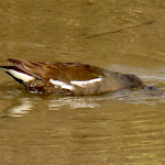 Photo n°15 de l'avis de Ilse.i fait le 29/03/2022 à 18:36 sur le  Hotel Caneo à Grado