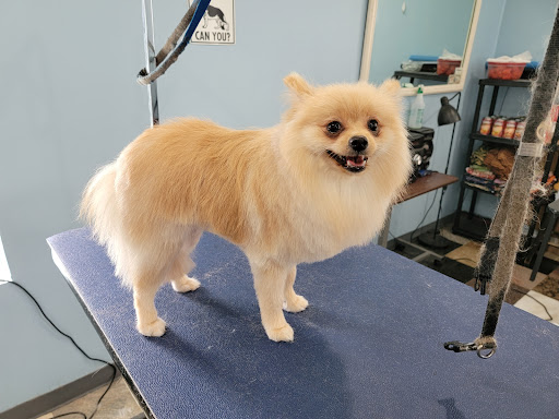Photo of Ultimutt K-9