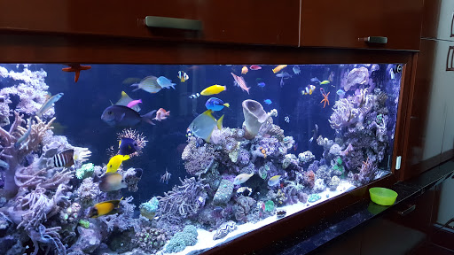 Pet Store «Sho Tank Aquariums», reviews and photos, 433 N Lake St, Mundelein, IL 60060, USA