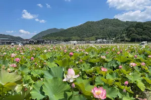 夢前 蓮の花苑 image