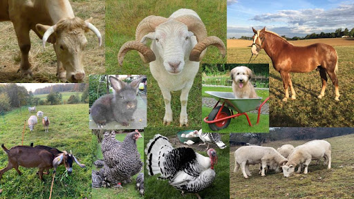 VSEH e.V. Verein zum Schutz und Erhalt alter und gefährdeter Haustierrassen unter Epfenbach, 