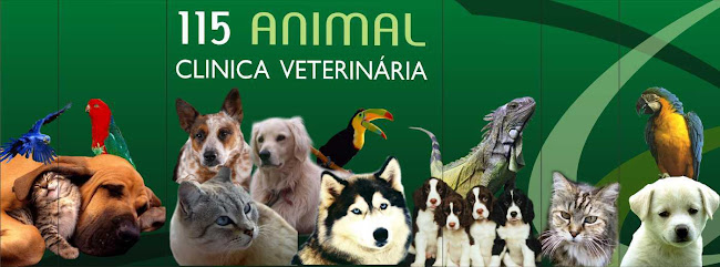 Clínica Veterinária 115 Animal - Veterinário