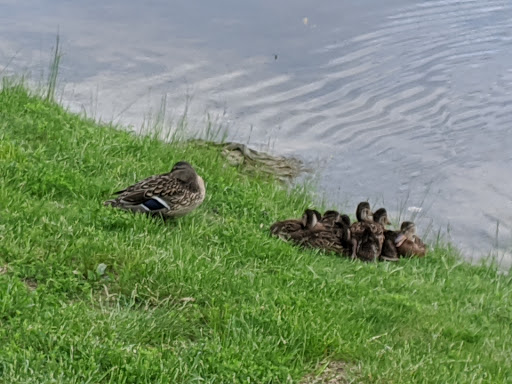 Golf Club «Des Moines Golf & Country Club», reviews and photos, 1600 Jordan Creek Pkwy, West Des Moines, IA 50266, USA