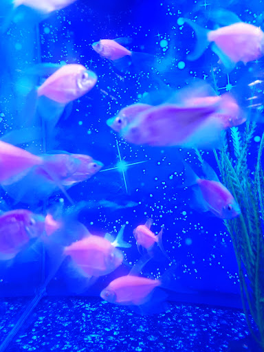 Pet Supply Store «Petco Animal Supplies», reviews and photos, 2765 Papermill Rd G-1, Reading, PA 19610, USA