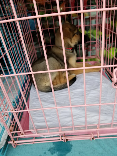 Pet Supply Store «Yummy Tummy Pet Supply», reviews and photos, 27149 185th Ave SE, Covington, WA 98042, USA