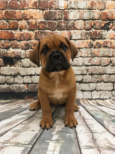 Pet Store «Happiness Is Pets», reviews and photos, 2936 Showplace Dr, Naperville, IL 60564, USA