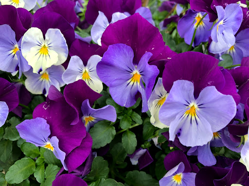 Coffee Shop «Dock Square Coffee House», reviews and photos, 18 Dock Square, Kennebunkport, ME 04046, USA