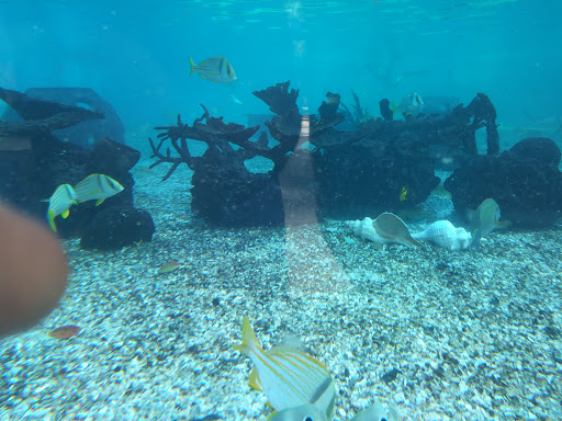 Aquarium «St. Augustine Aquarium», reviews and photos, 2045 FL-16, St Augustine, FL 32084, USA