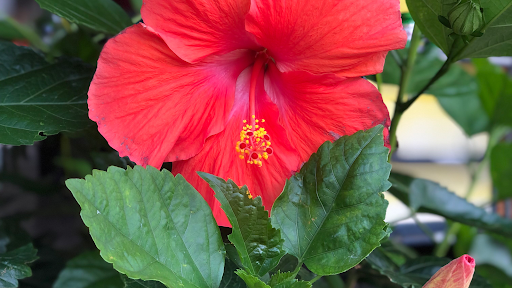 Florist «Sunshine Flowers», reviews and photos, 4509 Rainbow Blvd, Kansas City, KS 66103, USA