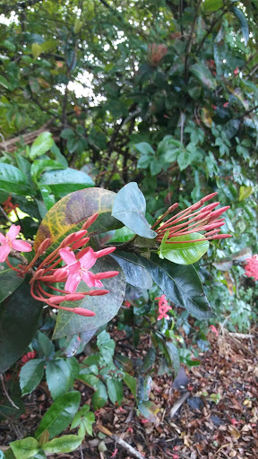 Park «Country Village Park», reviews and photos, 6550 NW 188th Terrace, Hialeah, FL 33015, USA