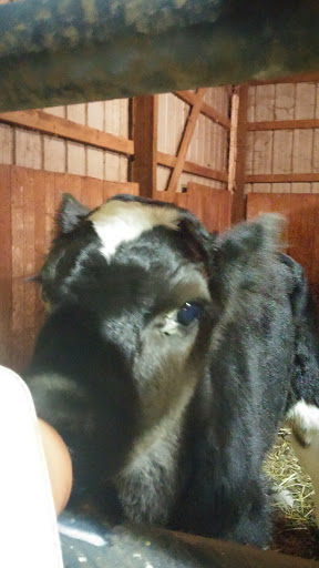 Winery «Blackhawk Winery», reviews and photos, 28153 W Ditch Rd, Sheridan, IN 46069, USA