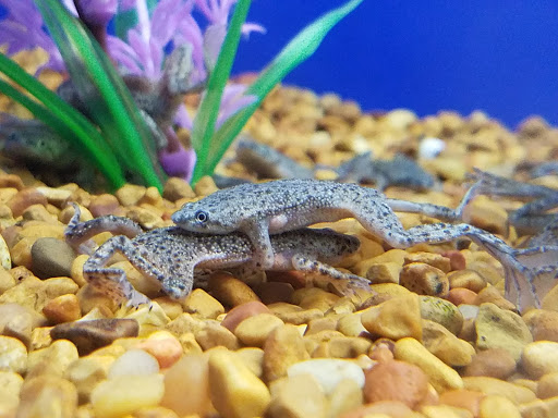 Pet Supply Store «PetSmart», reviews and photos, 2019 Forest Ave, Chico, CA 95928, USA