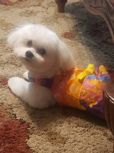 Pet Supply Store «PetSmart», reviews and photos, 15134 Crossroads Pkwy, Gulfport, MS 39503, USA