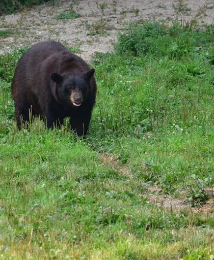Vince Shute Wildlife Sanctuary