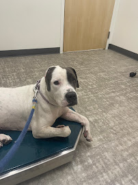 UrgentVet - Photo 4 - Car repair in The Woodlands, TX, The Woodlands