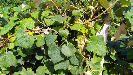 Orchard «George Hill Orchards», reviews and photos, 582 George Hill Rd, South Lancaster, MA 01561, USA