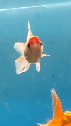 Pet Supply Store «PetSmart», reviews and photos, 1403 E Washington Ave, Union Gap, WA 98903, USA