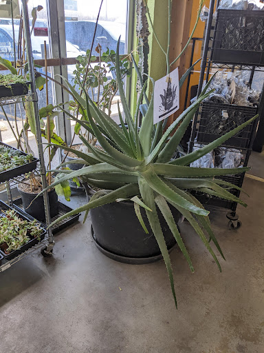 Pet Store «Tye-Dyed Iguana - Reptiles», reviews and photos, 1905 W U.S. 50, Fairview Heights, IL 62208, USA