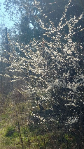 Nature Preserve «Foster Floodplain Natural Area», reviews and photos, 10602 SE Foster Rd, Portland, OR 97266, USA