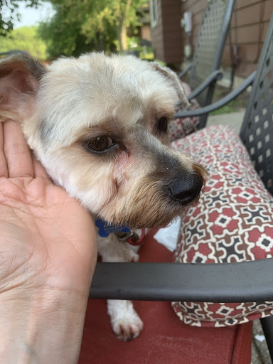 Pet Supply Store «PetSmart», reviews and photos, 7260 Orchard Lake Rd, West Bloomfield Township, MI 48322, USA