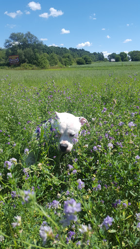 Harley-Davidson Dealer «Al Muth Harley-Davidson», reviews and photos