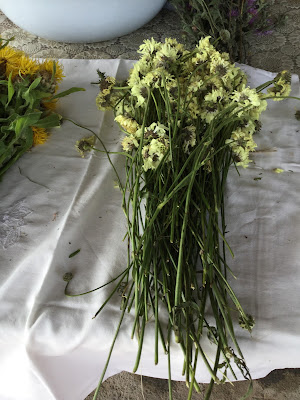 Herbes de vie à Mérinchal