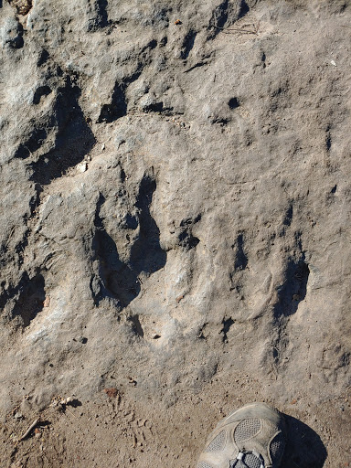 Tourist Attraction «Dinosaur Footprints», reviews and photos, US-5, Holyoke, MA 01040, USA