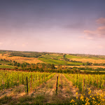 Photo n°1 de l'avis de Andrea.p fait le 05/07/2018 à 14:12 sur le  Villa il Castagno Wine Resort & Restaurant à Siena