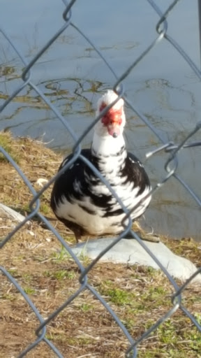 Department Store «Walmart Supercenter», reviews and photos, 1000 Bypass N, Lawrenceburg, KY 40342, USA