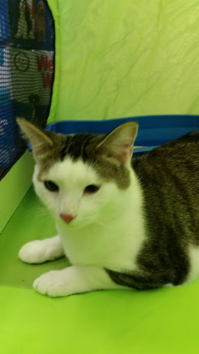 Pet Store «Pet Valu», reviews and photos, 63 Eastern Blvd N, Hagerstown, MD 21740, USA