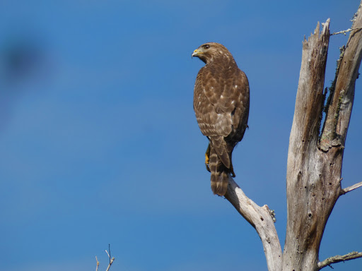 Park «Lake Rogers Park», reviews and photos, 9010 N Mobley Rd, Odessa, FL 33556, USA